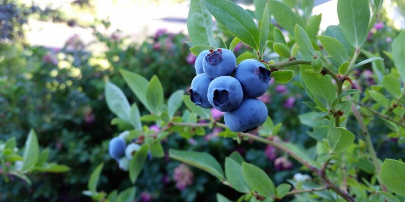 rubel-blueberry-2918485_1920