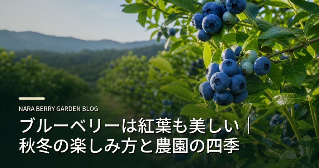 ブルーベリーは紅葉も美しい｜秋冬の楽しみ方と農園の四季のアイキャッチ画像