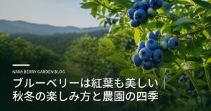 ブルーベリーは紅葉も美しい｜秋冬の楽しみ方と農園の四季のアイキャッチ画像