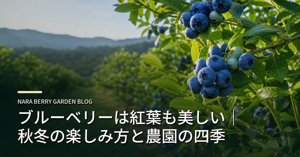 ブルーベリーは紅葉も美しい｜秋冬の楽しみ方と農園の四季のアイキャッチ画像