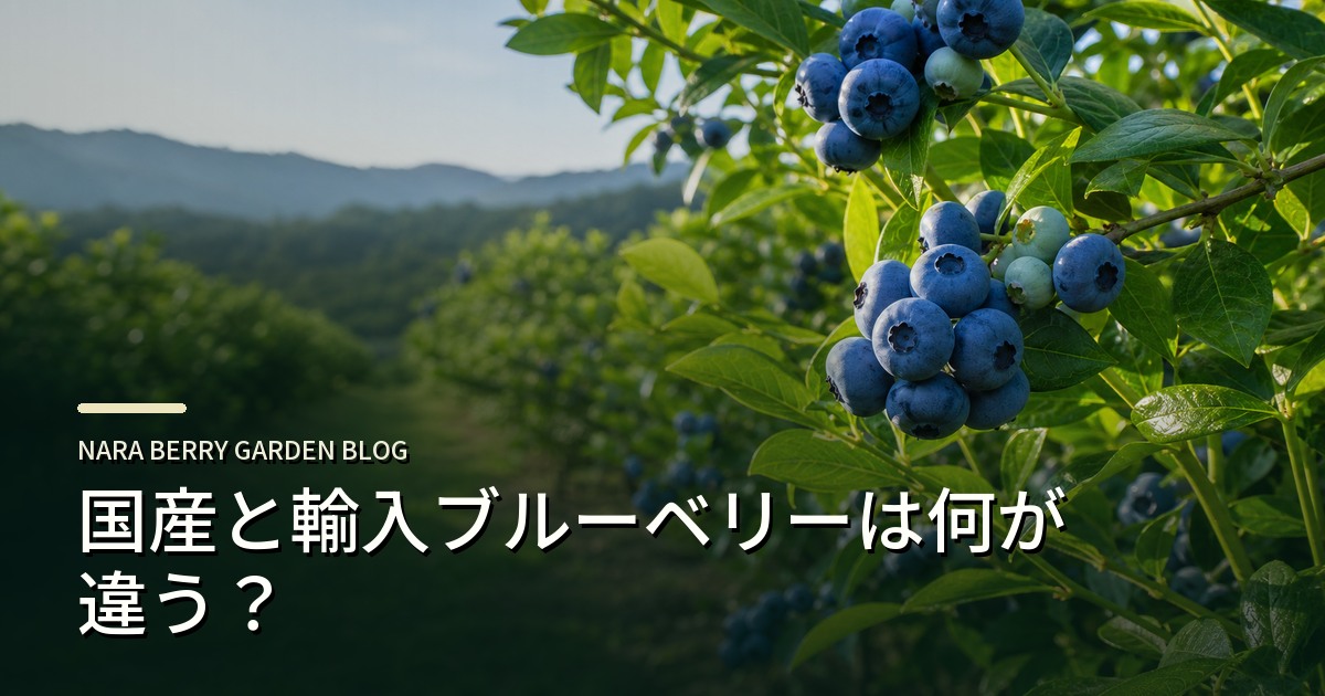 国産と輸入ブルーベリーは何が違う?のアイキャッチ画像