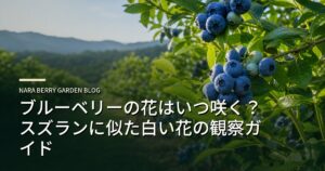 ブルーベリーの花はいつ咲く？スズランに似た白い花の観察ガイドのアイキャッチ画像