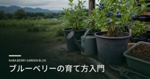 ブルーベリーの育て方入門のアイキャッチ画像