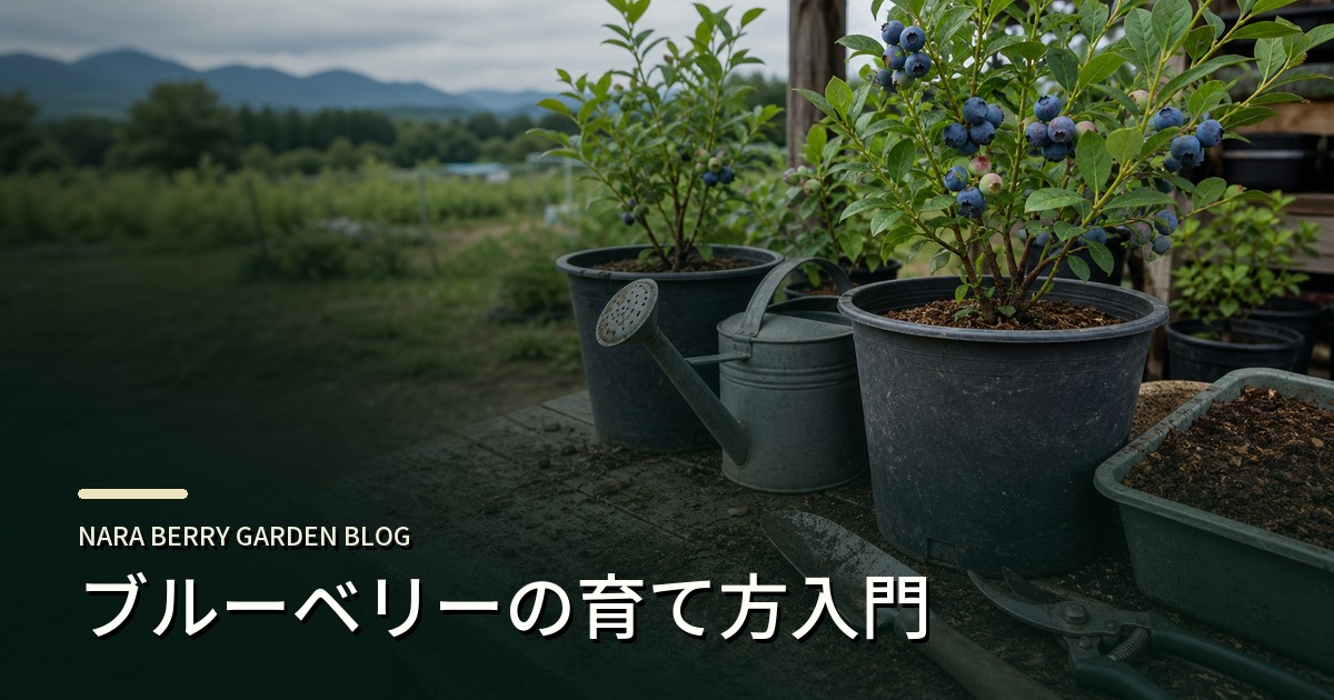 ブルーベリーの育て方入門のアイキャッチ画像