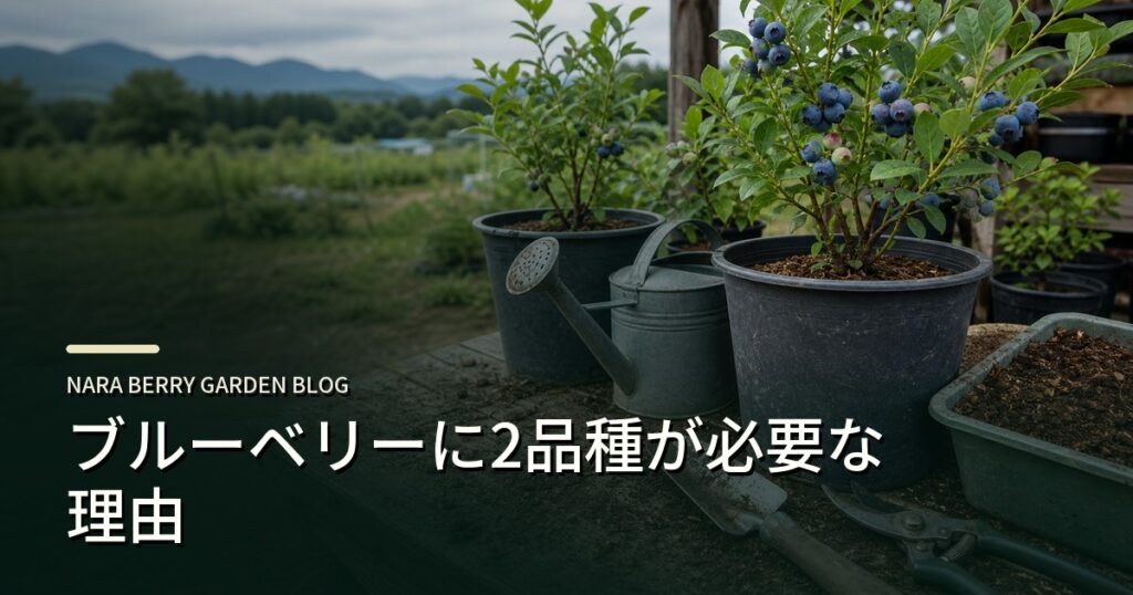 ブルーベリーに2品種が必要な理由のアイキャッチ画像