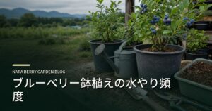 ブルーベリー鉢植えの水やり頻度のアイキャッチ画像