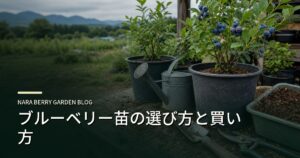 ブルーベリー苗の選び方と買い方のアイキャッチ画像