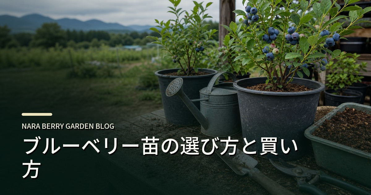 ブルーベリー苗の選び方と買い方のアイキャッチ画像