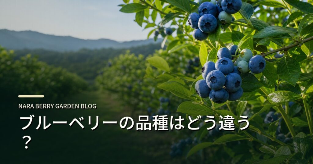 ブルーベリーの品種はどう違う？のアイキャッチ画像