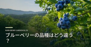 ブルーベリーの品種はどう違う？のアイキャッチ画像