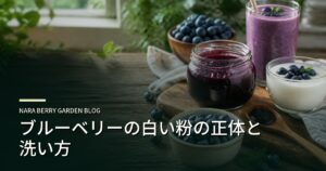 ブルーベリーの白い粉の正体と洗い方のアイキャッチ画像
