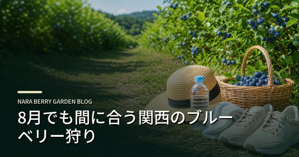 8月でも間に合う関西のブルーベリー狩りのアイキャッチ画像